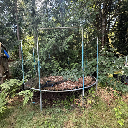 Trampoline Removal